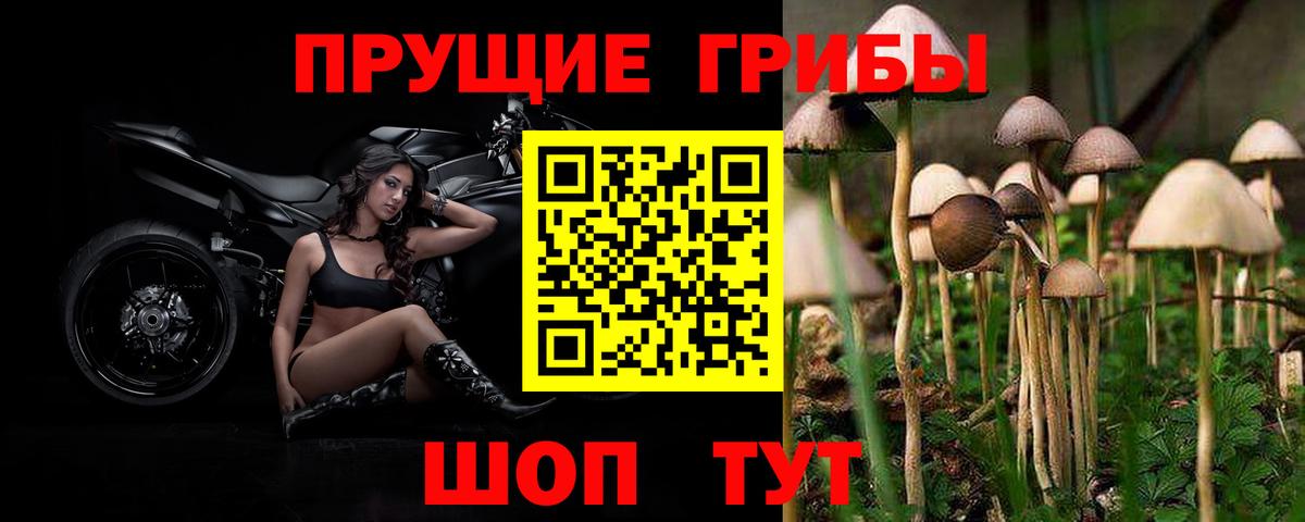 Кондопога  где продают наркотики  Вход с VPN  Псилоцибиновые грибы прущие грибы 